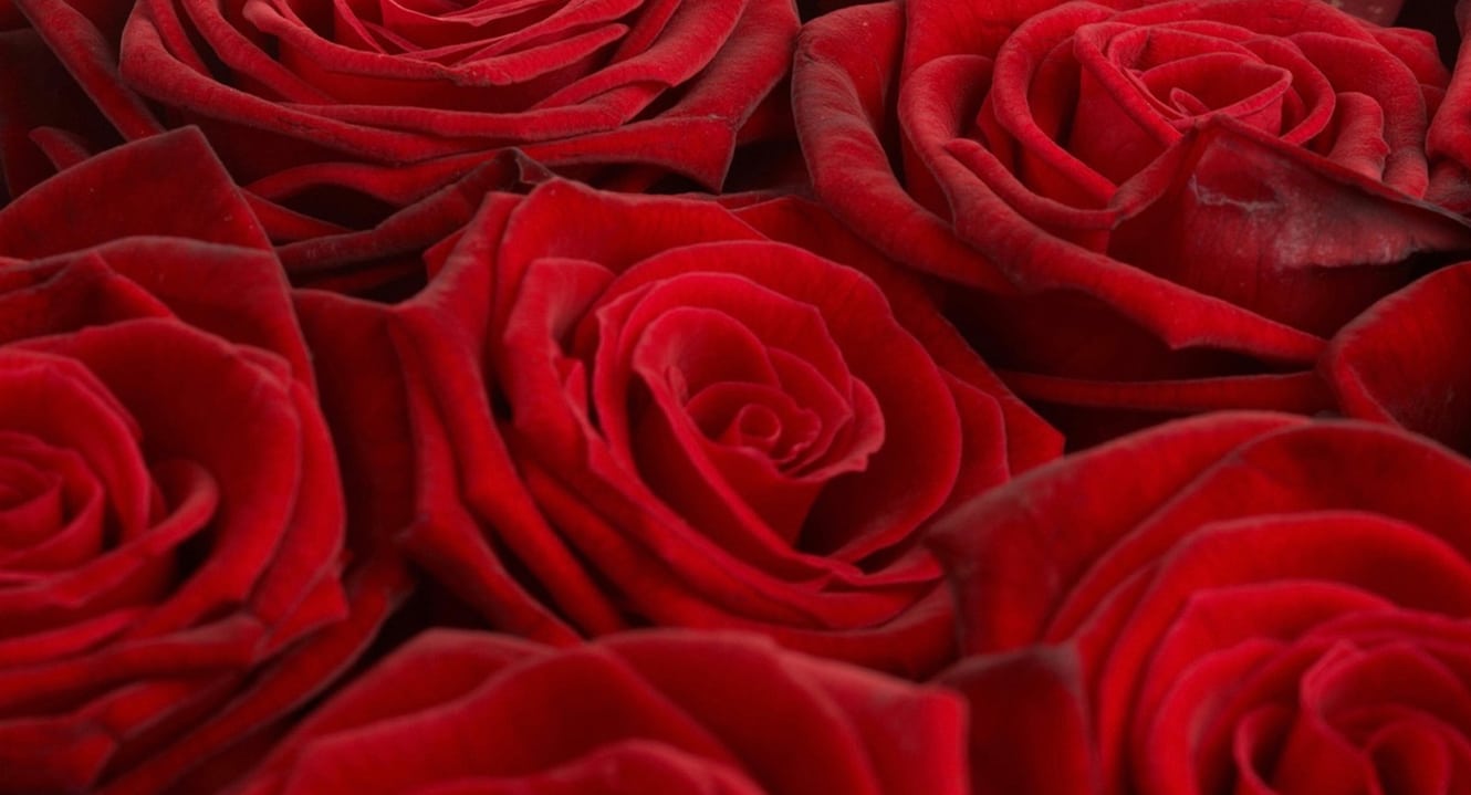 Rosenblüten. Ihr Duft hilft Sterbenden das Leben loszulassen